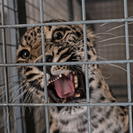  Un leopardo gruñe dentro de su recinto en un zoológico de Kabul el 15 de septiembre de 2022.Wakil KOHSAR / AFP