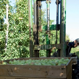 Collita de la fruita a Lleida. IMATGE: Unió de Pagesos