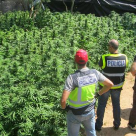 Una plantación de cannabis. EFE/Archivo