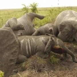 2012: El peor año para elefantes y rinocerontes africanos
