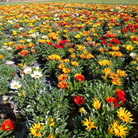 La planta que es trobava en cultiu i preparada per a la seva venda i no podrà sortir al mercat / ASSOCIACIÓ DE VIVERISTES DE TARRAGONA