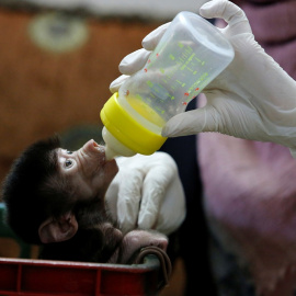 Un bebé babuino de un zoo. REUTERS/Raneen Sawafta