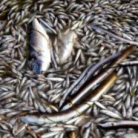Agricultura intensiva y urbanismo, un homicidio a la vida en el Mar Menor