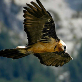 Nace el primer quebrantahuesos en Picos de Europa desde su extinción a mediados del siglo pasado. - EFE