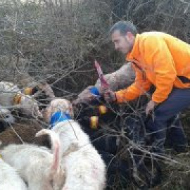 Cinco vídeos que demuestran la crueldad y el ensañamiento de la caza con los animales