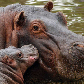 Hipopótamos en cautividad /EFE