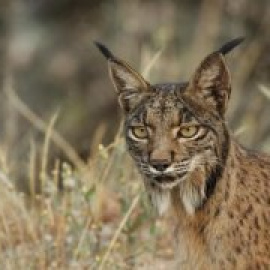 Matan a tiros a un lince ibérico en los bosques de Córdoba