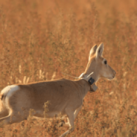 El confinamiento, un experimento único para estudiar el impacto humano en la vida salvaje