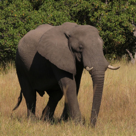 Un joven elefante es avistado en el delta de  Okavango, en Botswana. REUTERS/Mike Hutchings/File Photo