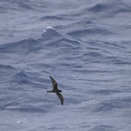 Aves marinas, centinelas de la crisis climática