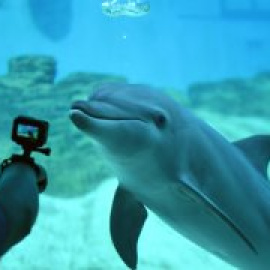 Toda una vida en una cárcel de agua y cristal