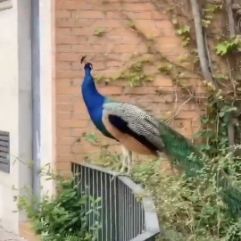 Un pavo real en las calles de Madrid