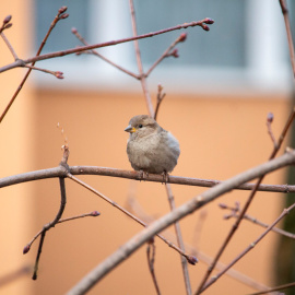 Los gorriones envían un mensaje a las ciudades