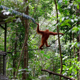 El orangután de Tapanuli es uno de los más vulnerables del mundo. / REUTERS