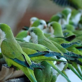 Imagen de archivo de las cotorras Kramer