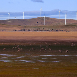 Unas ovejas pastan frente a los aerogeneradores de un parque eólico de la australiana Infigen Energy ubicado en las colinas que rodean el lago George, cerca de Canberra. REUTERS/David Gray