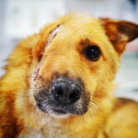 Sky, el perro al que le partieron el cráneo en dos con una pala./Let´s Adopt International