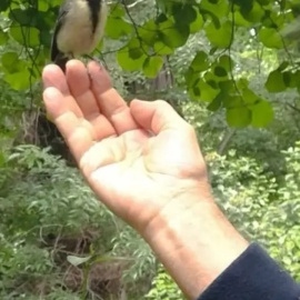 Carbonero en la mano del autor en El Retiro
