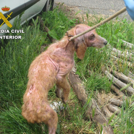 Imagen de uno de los perros rescatados por la Guardia Civil. SEPRONA/Europa Press