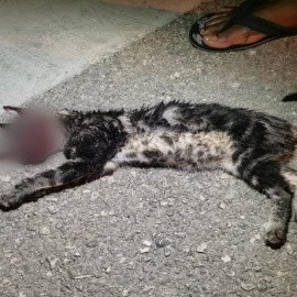 Grisito, el gato torturado hasta la muerte en Manacor. / POLICÍA NACIONAL/POLICÍA LOCAL DE MANACOR