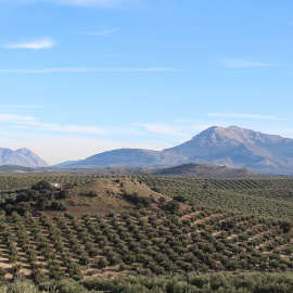 Olivar al norte de Sierra Mágina. Se observa el Cerro Aznaitín y la Sierra de Bedmar a la izquierda.- Veinticuatro de Jahén