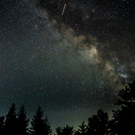 El bosque y el cosmos.- Freepik.