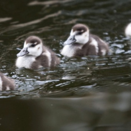 Imagen de archivo de una manada de patos. - EFE