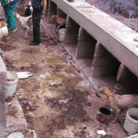 Podencos encontrados por el Seprona en Santa Brígida