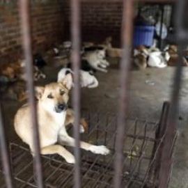 Perros en la perrera.