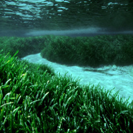En Formentera se encuentra la posidonia más grande identificada, una pradera de 15 kilómetros.-