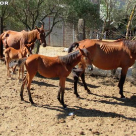 Caballos de la finca El Pedroso. /Guardia Civil