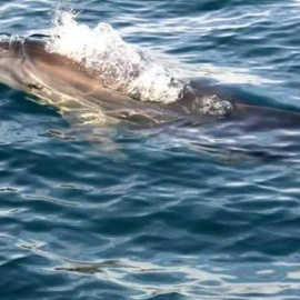 Imagen de un delfín. / EUROPA PRESS - Guelaya