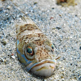 Pez araña. / Wikipedia