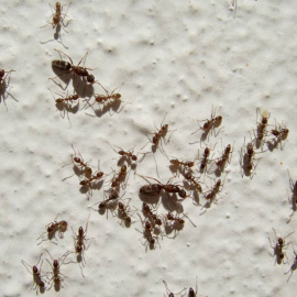 Estas hormigas causan la muerte a los ejemplares de anfibios juveniles que encuentran a su paso. / CSIC