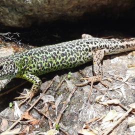 Ejemplar de lagarto verdinegro (Lacerta schreiberi) en la comarca de la Vera (Cáceres). / SINC / Adeline Marcos