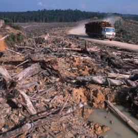 Deforestación ilegal para una empresa papelera y plantación para generar aceite de palma en Sumatra. Foto: Alain Compost / WWF.