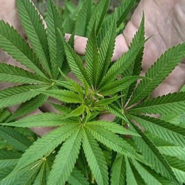 Una planta de marihuana / EFE