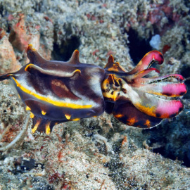 La sepia Metasepia pfefferi en plena exhibición / © Adobe Stock