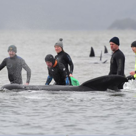 Las ballenas se encuentran atascadas en varios bancos de arena de la bahía de Macquarie, en el oeste de Tasmania. / Reuters