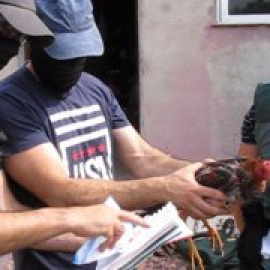 Trece detenidos por peleas clandestinas de gallos en Valladolid