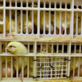 Suiza prohíbe el triturado de pollos vivos, práctica habitual en la industria alimentaria