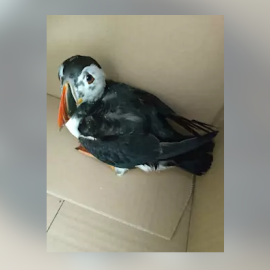 Frailecillo afectado por un vertido en las costas gallegas. / EUROPA PRESS- CEMMA