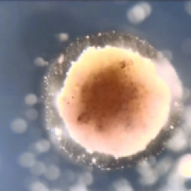 Científicos crean por primera vez pequeños "robots vivos" a partir de células de rana