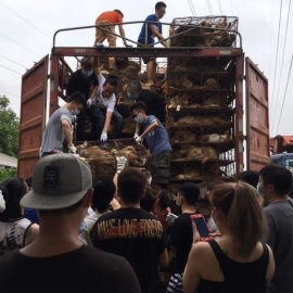 El camión cargado de perros en China. EP