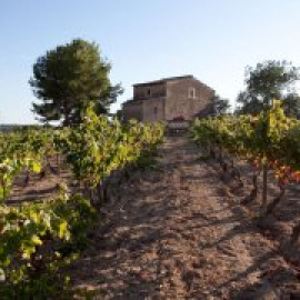 La crisi climàtica ja afecta la producció de vi amb veremes abans d’hora i més graduació alcohòlica