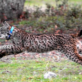 Lince Ibérico. EUROPA PRESS/IBERLINCE