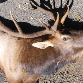 Ejemplar de uapití, wapití​ o ciervo canadiense ('Cervus canadensis') implicado en en incidente (Oregon Police State)