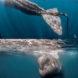 Imágenes cedidas por el campeón del mundo de fotografía submarina, Rafael Fernández Caballero, hechas con autorización del Ministerio de Transición Ecológica, de Toño, un cachalote de más de diez metros cuya vida está en riesgo. EFE/ Rafael Fern