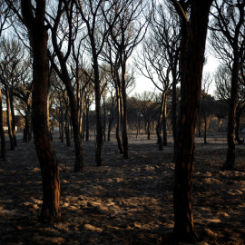 Un hombre toma fotos de la zona afectada por el fuego cerca de Doñana, en Matalascañas (Huelva). REUTERS/Jon Nazca