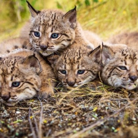 Linces ibéricos de Doñana /EUROPA PRESS